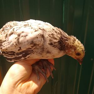 70398354_242307920445745splash pullet bresse2_8255643547751940096_n