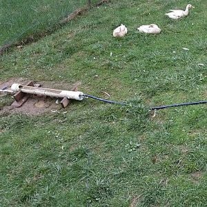 Duck waterer on wood stand