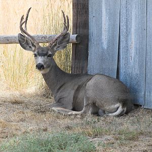 Deer_X9089326_09-08-2019-001