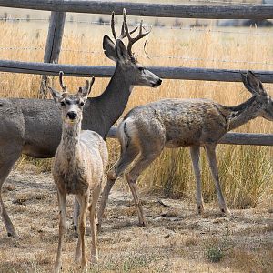 Deer_X9089330_09-08-2019-001