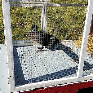 Maggie Duck in her hospital room