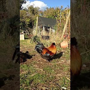 Dusting in the Late Summer Sun