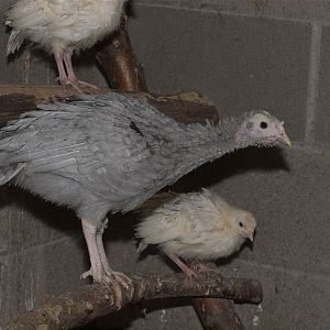 Tri-color_mottled_slate_sweetgrass_X9169376_09-16-2019-001