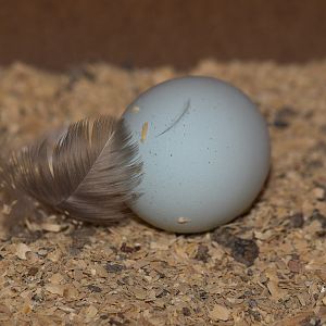 Cream_legbar_egg_X9169393_09-16-2019-001