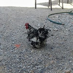 T-Rex Crowing