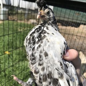 Appenzeller Spitzhauben Pullet