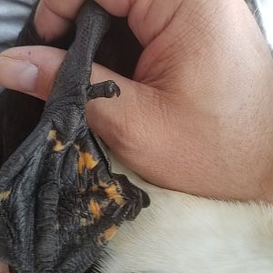 Maggie Duck's foot