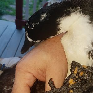 Maggie Duck looking sad