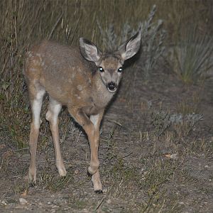 Fawn_X9209433_09-20-2019-001