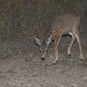 Fawn_X9209434_09-20-2019-001