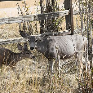 Fawn_X9259468_09-25-2019-001