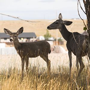 Fawn_X9259474_09-25-2019-001