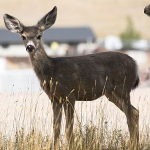 Fawn_X9259475_09-25-2019-001