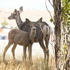 Fawn_X9259480_09-25-2019-001