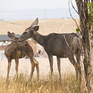 Fawn_X9259486_09-25-2019-001