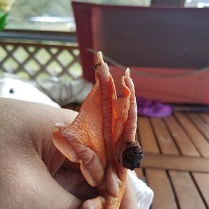 Bazillas Left Foot 2019-09-28