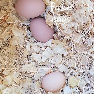 First egg too