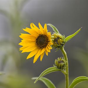 Maximilian_sunflower_X9279497_09-27-2019-001