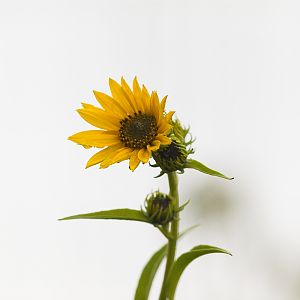 Maximilian_sunflower_X9279501_09-27-2019-001