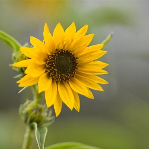 Maximilian_sunflower_X9279503_09-27-2019-001