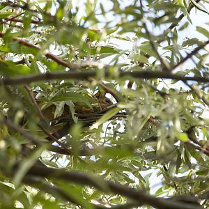 Fox_squirrel_X8249248_08-24-2019-001