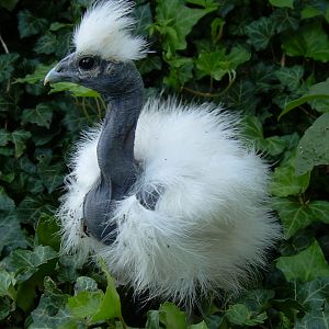 Silkie_naked | BackYard Chickens - Learn How to Raise Chickens