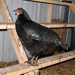 MMM Hen 4 Months2
