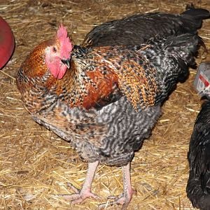 MMM Rooster At 4 Months Old