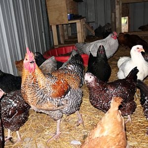 MMM Rooster At 4 Months Old4