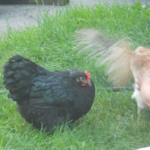 Flying Charlotte and Molly the Cochin...