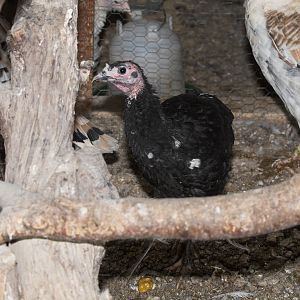 Tri-color_mottled_black_poult_XA119552_10-11-2019-001