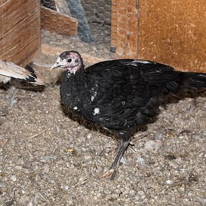 Tri-color_mottled_black_poult_XA119553_10-11-2019-001