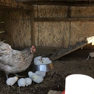 Buff ameraucana rooster * Easter egger blue hen