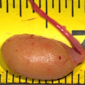 Cockerel_testicles_UA124351_10-12-2019-001