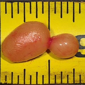 Cockerel_testicles_UA124352_10-12-2019-001