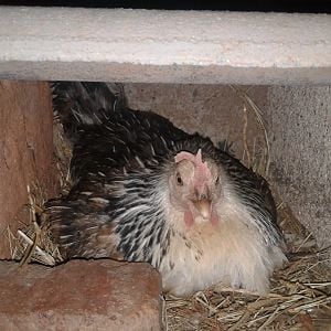 One of my broody hens.