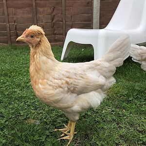 Quiffy (3 months)