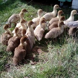 Muscovy ducklings