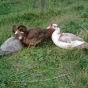 Muscovy Drakelets