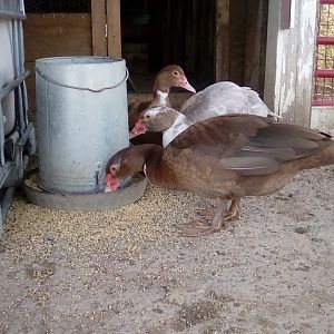 Chocolate Muscovy Drakelet