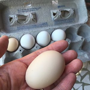 Our first eggs: Two on the Same Day!!
