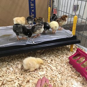 Chicks came home May 14, 2019