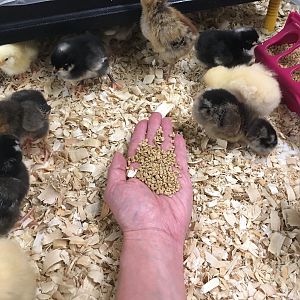 Chicks hatched May 13, 2019