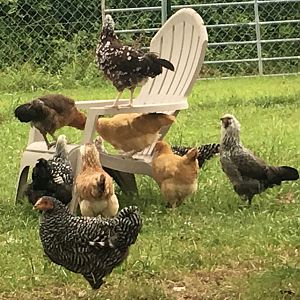 The chickens checking out my chair