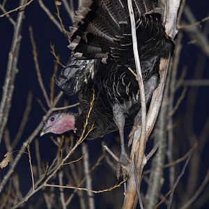 Bronze_turkey_XA239632_10-23-2019-001