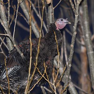 Bronze_turkey_XA239633_10-23-2019-001