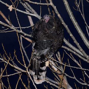 Bronze_turkey_XA239638_10-23-2019-001