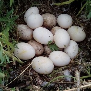 Muscovy Nest