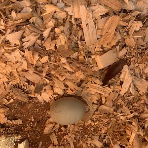 First egg!