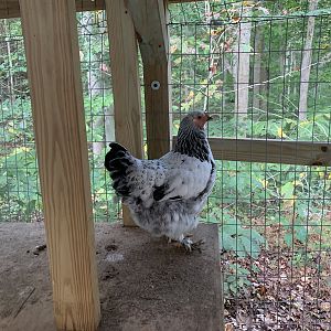 David, my Light Brahma Hen